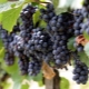  Veliant grapes: cechy odmiany i uprawy