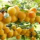  All about cherry plum: from good and harm to cultivation