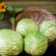  Choosing the best varieties of cabbage for salting and storage