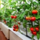  We grow tomatoes on the balcony