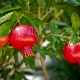  Growing a pomegranate and room care rules