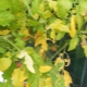  Yellow leaves in tomatoes: why is this happening and how to fight?