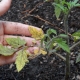  Yellow leaves in tomato seedlings: causes and recommendations for growing