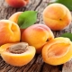  Apricot: good and harm, interesting recipes