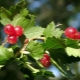  Alpine currant: description and rules of cultivation