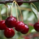  Sweet cherry diseases: description and treatment methods