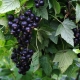  Diseases and pests of black currant: characterization and control