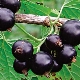  What and how to feed black currants?