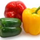  What can feed the Bulgarian pepper?