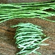  What is the difference between green beans and asparagus beans?