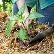  How to feed the pepper after planting in the ground?