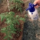  How to feed tomatoes after planting in the greenhouse?