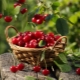  Sweet cherry is a berry or fruit, types and the description of popular grades