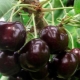  Cherry Iput: description of the variety and peculiarities of cultivation