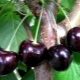  Cherry of Leningrad: features of the variety and agricultural technology