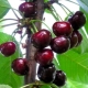  Melitopol Sweet Cherry: Characteristics of a Variety and Secrets of Cultivation