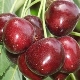  Cherry Napoleon: description of the variety, tips on growing