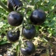  Black tomatoes: specialties and popular varieties