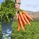  What can be planted next to the carrot?