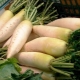  Daikon: funkcje, uprawa i zastosowanie