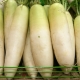  Daikon: korzyści i szkody, zwłaszcza użytkowanie