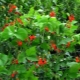  Decorative beans: varieties and cultivation