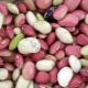  Beans: composition, calorie and nutritional value