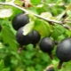  Hybrid of currant and gooseberry: characteristics and cultivation