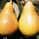  Pear Chizhovskaya: complete characterization, planting and care