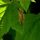  Caterpillars on currants: why did they appear and how to get rid of?