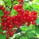  Characteristic currant Dutch