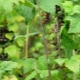  How to deal with spider mite on currants?