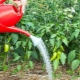  How often should I water the pepper in the greenhouse?