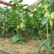  How to shape the pepper in the greenhouse?