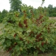  How and what to properly tie currant bushes?