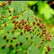  How to get rid of gall mites on a pear?