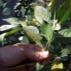  How to get rid of aphids on cherries?