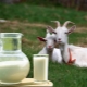  How to boil goat's milk and what is it for?