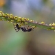 How to get rid of ants on the currants?