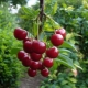  How to plant and grow sweet cherry?