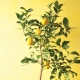  How to plant a lemon?