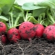  How to plant and grow radishes?