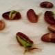  How to sprout beans?