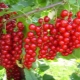  How to propagate red currants?