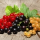  How to make blanks of currants for the winter?