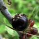  How to cope with aphids on black currants?