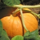  How to grow a big, fragrant and tasty pumpkin?