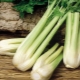  How to grow stalked celery in the open field?