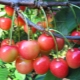  How to grow a cherry from the bone?