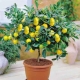  How to grow a lemon from the stone at home?